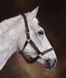 desert orchid pictures and paintings